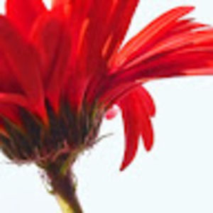 Meet your Posher, Gail